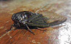 Cryptotympana aquila