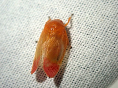 Eoscarta liternoides