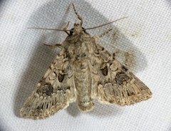 Anarta pugnax