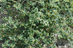 Euphorbia linguiformis