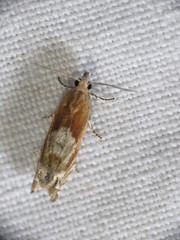 Eucosma conterminana