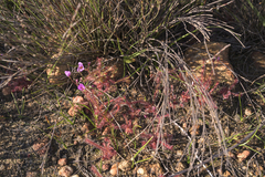 Drosera alba