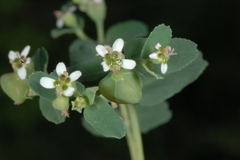 Euphorbia linguiformis