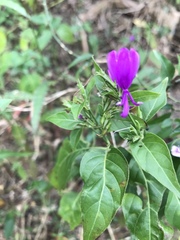 Hypoestes purpurea