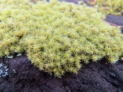 Racomitrium