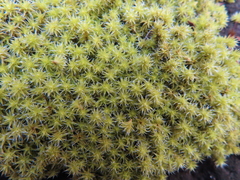 Racomitrium