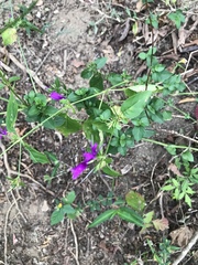 Hypoestes purpurea