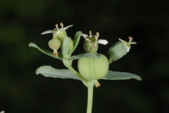 Euphorbia linguiformis