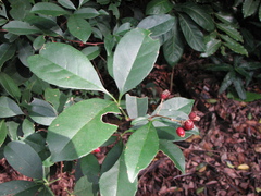 Zanthoxylum ovalifolium