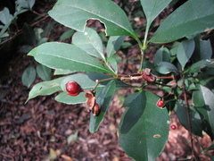 Zanthoxylum ovalifolium