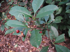 Zanthoxylum ovalifolium