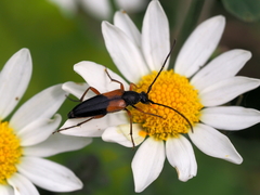 Stenurella jaegeri