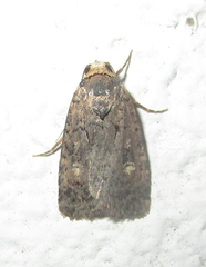 Athetis leuconephra