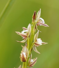 Prasophyllum australe
