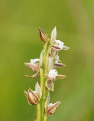 Prasophyllum australe