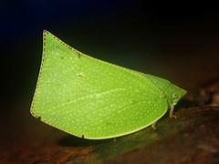 Phyllyphanta producta