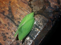 Phyllyphanta producta