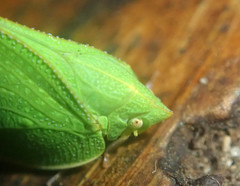 Phyllyphanta producta