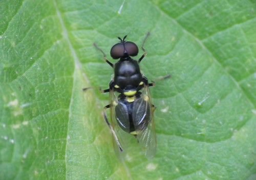 Twin-spotted Major, photo 4 of 10