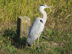 Ardea cinerea