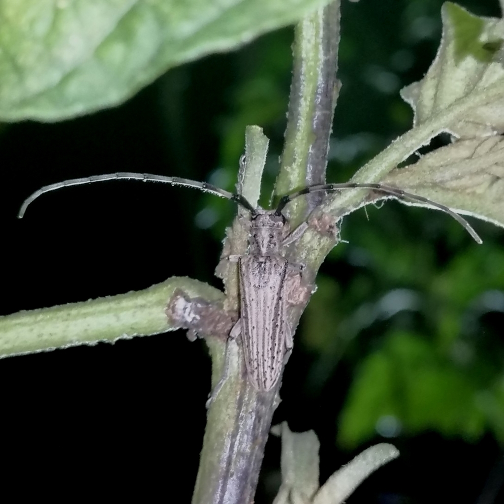 Pseudophaula