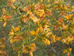 Jacksonia ramosissima