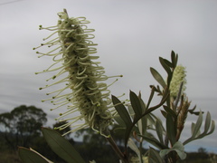 Grevillea sessilis