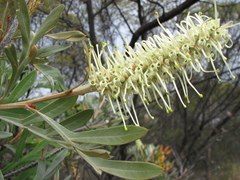 Grevillea sessilis
