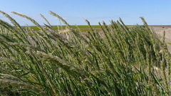 Leymus mollis mollis