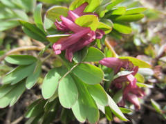 Corydalis intermedia