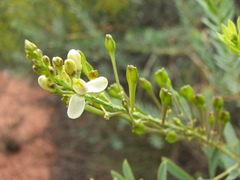 Comesperma pallidum
