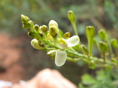 Comesperma pallidum