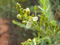 Comesperma pallidum