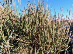 Ephedra major major