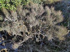 Ephedra major major