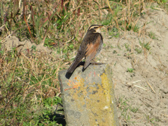 Turdus eunomus
