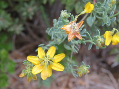 Coronilla minima