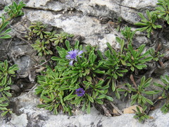 Globularia repens