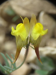 Linaria supina
