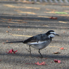 Motacilla alba lugens