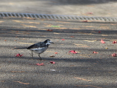 Motacilla alba lugens