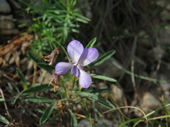 Viola arborescens
