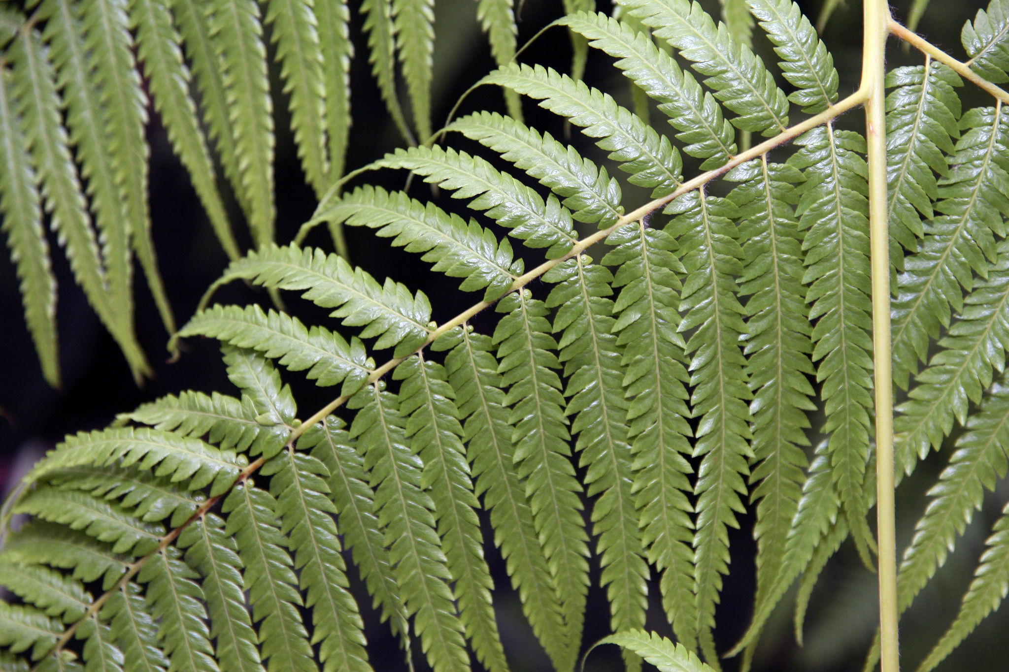 Cibotium schiedei