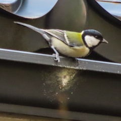 Parus minor