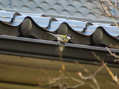 Parus minor