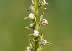 Prasophyllum australe