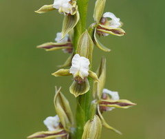 Prasophyllum australe