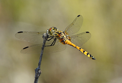Austrothemis nigrescens