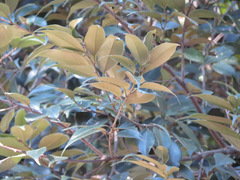 Castanopsis sieboldii