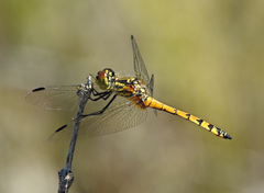 Austrothemis nigrescens